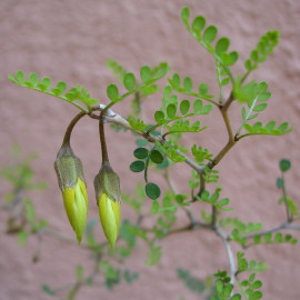 Sophora prostrata 'Little Baby' - Sophora bonsaï nain