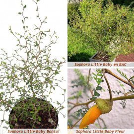 Sophora prostrata 'Little Baby' - Sophora bonsaï nain