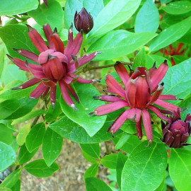 Calycanthus floridus - Arbuste aux anémones - Arbre Pompadour