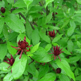 Calycanthus floridus - Arbuste aux anémones - Arbre Pompadour