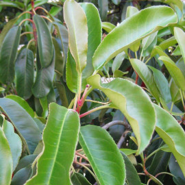 Photinia serrulata - Photinia de Chine