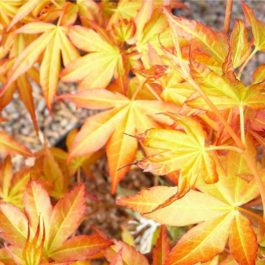 Acer palmatum 'Katsura' - Erable du Japon 'Bronze' issu de GREFFE