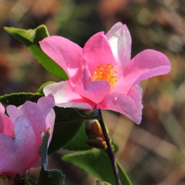 Camellia sasanqua 'New Dawn' * - Camélia d'automne compact rose