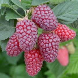 Rubus fruticosus 'Tayberry' - Mûre framboise - Ronce Mûroise