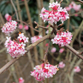 Viburnum bodnantense 'Dawn' * - Viorne d'hiver rustique