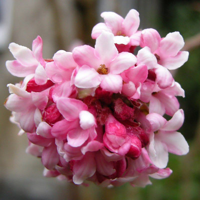 Viburnum bodnantense 'Dawn' * Viorne d'hiver rustique