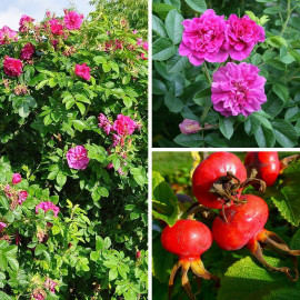 Rosa rugosa 'Hansa' - Rosier rugueux du Japon mauve