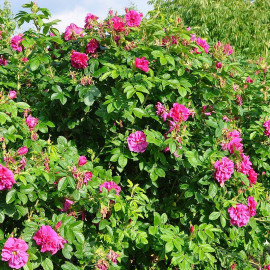 Rosa rugosa 'Hansa' - Rosier rugueux du Japon mauve