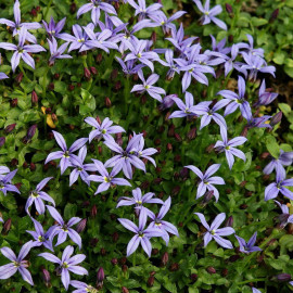Pratia pedunculata - Isotoma fluviatilis bleu