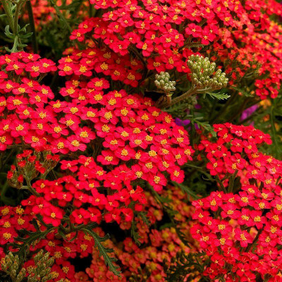 Vivaces à fleurs rouges - Vente plantes et arbustes