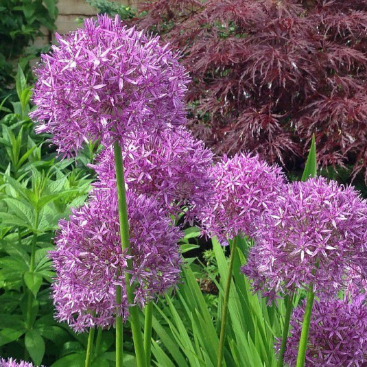Allium aflatunense 'Purple Sensation' - Ail d'ornement pourpre