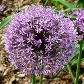 Allium aflatunense 'Purple Sensation' - Ail d'ornement pourpre
