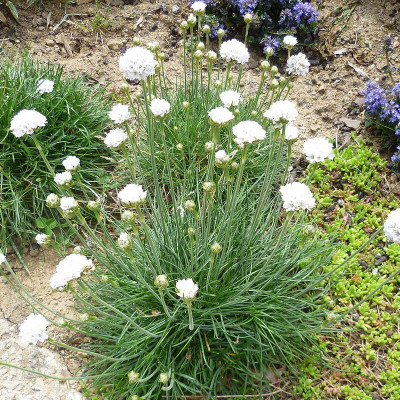 Vivaces à fleurs blanches - Pépinière en ligne pas chère