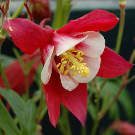 Aquilegia 'Crimson Star' - Ancolie hybride bicolore