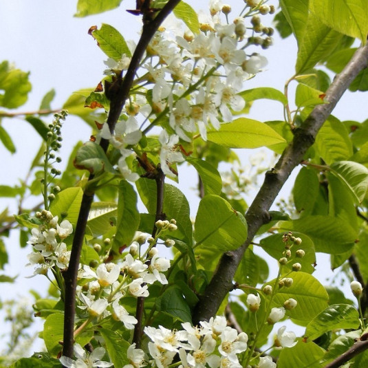 Cerisier Grappes Prunus Padus Le Thoureil Vente Arbre Muguet
