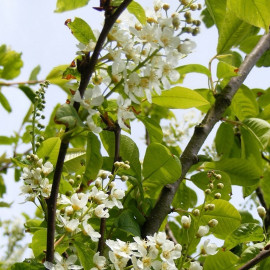 Prunus padus 'Le Thoureil' - Cerisier à grappes - Arbre à muguet