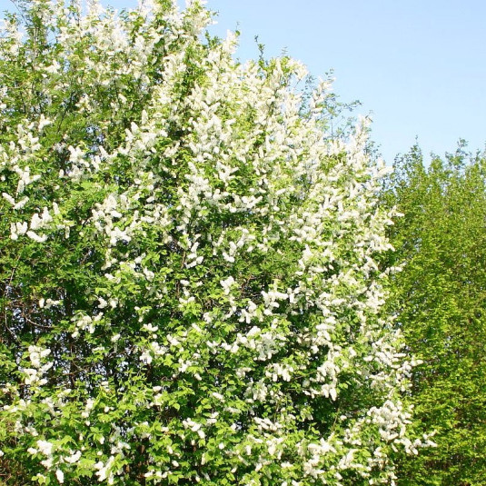 Cerisier Grappes Prunus Padus Le Thoureil Vente Arbre Muguet