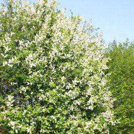 Prunus padus 'Le Thoureil' - Cerisier à grappes - Arbre à muguet