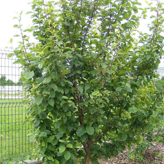 Cerisier Grappes Prunus Padus Le Thoureil Vente Arbre Muguet