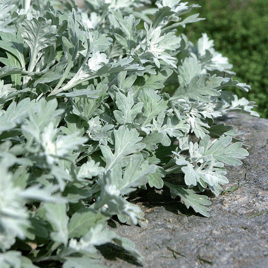 Artemisia stelleriana 'Mori's Form' - Armoise odorante