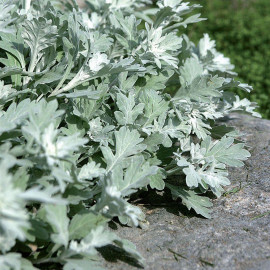 Artemisia stelleriana 'Mori's Form' - Armoise odorante