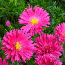 Aster dumosus 'Jenny' - Aster buissonnant rouge