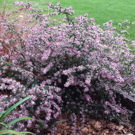Aster lateriflorus 'Lady in Black' - Aster buissonnant pourpre