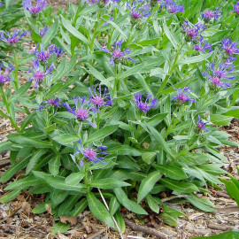 Centaurea montana 'Coerulea' - Bleuet des montagnes - Centaurée