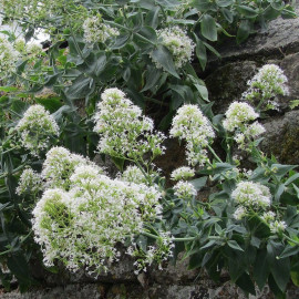 Centranthus ruber 'Alba' - Valériane blanche