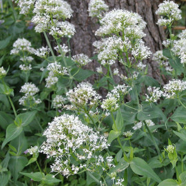 Centranthus ruber 'Alba' - Valériane blanche