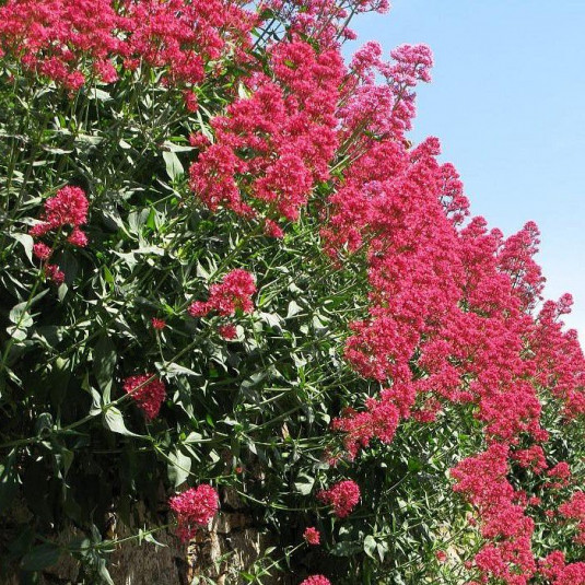 Centranthus ruber 'Coccineus' - Valériane rouge