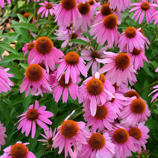 100 Graines D'Echinacée Pourpre (Echinacea Purpurea) - Vivace Estivale, Non Traitées, Reproductibles