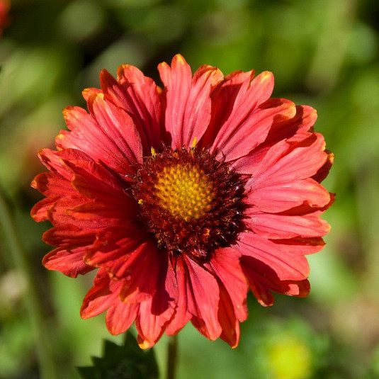 Gaillardia 'Bourgone' - Gaillarde à grandes fleurs rouges
