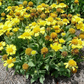 Gaillardia 'Chloé' - Gaillarde à grandes fleurs jaunes