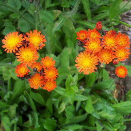 Hieracium aurantiacum - Pilosella aurantiaca - Epervière orange