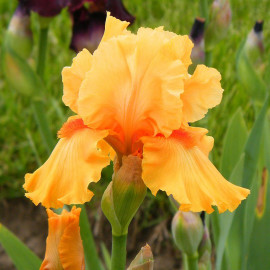 Iris pumila 'Orange Tiger' - Iris nain