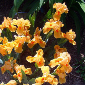 Iris pumila 'Orange Tiger' - Iris nain