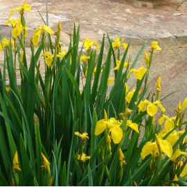 Iris pseudacorus - Iris jaune des marais