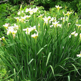 Iris sibirica 'Snow Queen' - Iris de Sibérie blanc