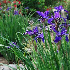 Iris sibirica 'Caesar's Brother' - Iris de Sibérie bleu