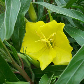 Oenothera missouriensis - Onagre jaune du Missouri