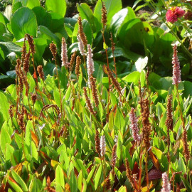 Persicaria affinis 'Superbum' - Persicaire - Renouée - Polygonum