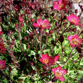 Saxifragia arendsii 'Harder Zwerg' - Saxifrage rouge