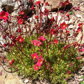 Saxifragia arendsii 'Harder Zwerg' - Saxifrage rouge