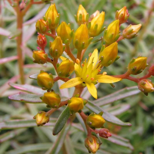 Sedum kamtschaticum 'Middendorffianum' - Orpin Russe jaune
