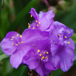 Tradescantia andersoniana 'Valour' - Misère violette