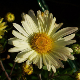 Chrysanthemum articum 'Schwefelglanz' - Marguerite d'automne jaune