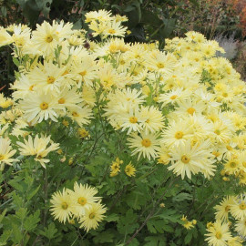 Chrysanthemum articum 'Schwefelglanz' - Marguerite d'automne jaune