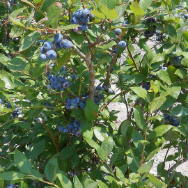 Vaccinium 'Bluecrop’ - Myrtillier hybride précoce - Myrtille à gros fruits