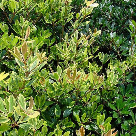 Cleyera japonica 'Variegata' - Eurya Tricolore